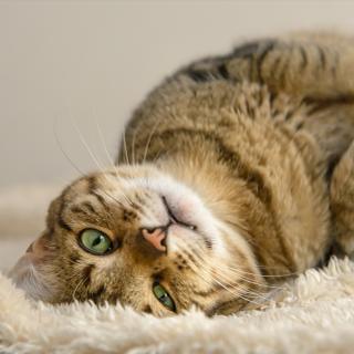 Le chinois Baidu travaille sur une IA pour comprendre les animaux. © Elayne,&nbsp;Adobe Stock