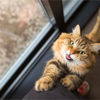 Les scientifiques ont trouvé la meilleure manière d’appeler votre chat. © MarieClaudeDelemay, iStock