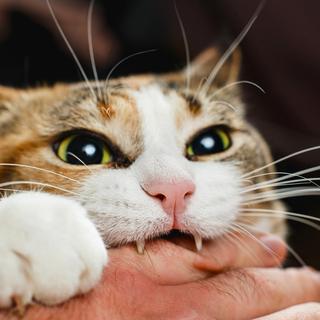 Les chats&nbsp;peuvent être porteurs de pathogènes encore inconnus comme en témoigne la récente mésaventure de cet Anglais mordu par un chat errant.&nbsp;©&nbsp;zsv3207, iStock