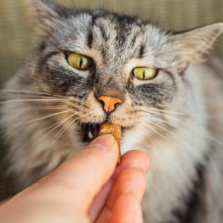 Ces aliments du quotidien qui sont en réalité de véritables poisons mortels pour votre chat ©larisikstefania, Adobe Studio