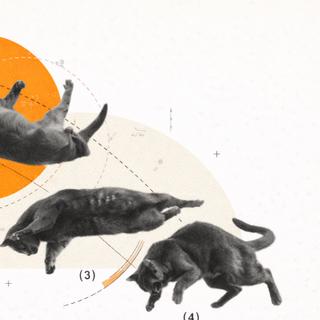 Finalmente sabemos por que os gatos (quase) sempre caem de pé. ©XD