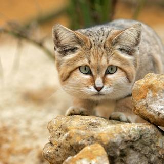O gato da areia é um dos raros felinos capazes de emitir um grito inesperado. © slowmotiongli, Adobe Stock.