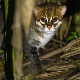 On le croyait disparu depuis près de 30 ans et pourtant, il était toujours là. © Sebastian Kennerknecht, Panthera