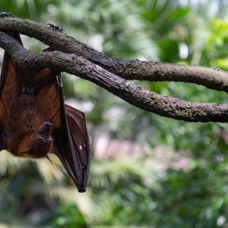 Omar Garcia está a colaborar num programa de investigação científica franco-mexicano sobre agentes patogénicos zoonóticos que causam numerosas epidemias. © Catherine, Adobe Stock