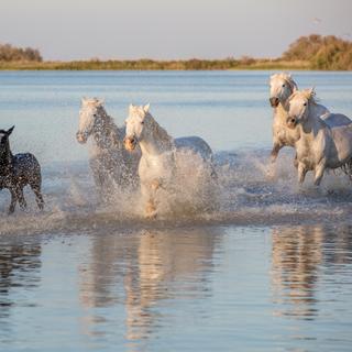 La Camargue, avec ses zones humides, ses moustiques, ses oiseaux, son climat chaud, est une région à risque pour le virus du Nil occidental. © Elizabeth, Fotolia