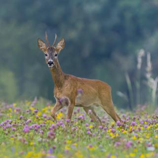 La vie sauvage est indispensable au fonctionnement de la Terre, mais aussi de l'atmosphère.&nbsp;© Monikasurzin, Adobe Stock