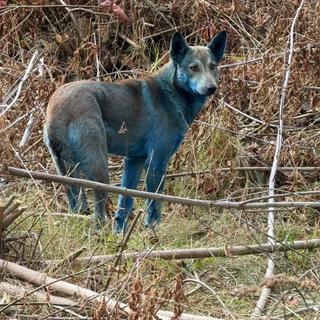 Cães com pelagem azulada foram observados na zona de exclusão de Chernobyl, na Ucrânia. © Fundo de Futuros Limpos