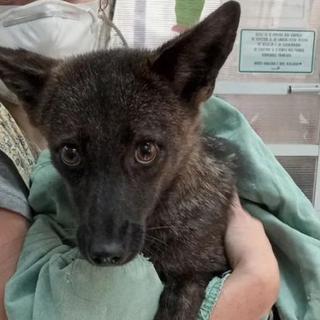 O híbrido cachorro-raposa descoberto no Brasil. © Flávia Ferrari