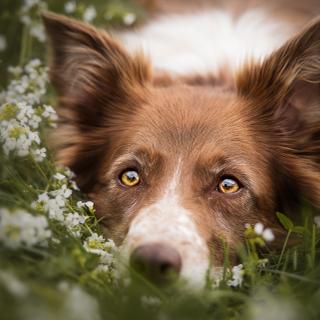 Neospora caninum, um parasita humano inofensivo identificado em cães boxer em 1984, foi eficaz no combate a células tumorais em ratos. © Cecília, Adobe Stock