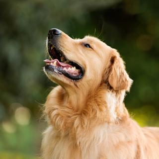 Voici pourquoi votre chien ne trouve pas ce que vous lui montrez, et ce n'est pas de la désobéissance. ©&nbsp;Alessandra Sawick, iStock