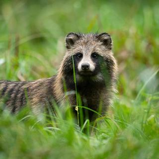 O cão-guaxinim, um pequeno animal selvagem procurado e criado pela sua pele, é um dos mamíferos que provavelmente serão hospedeiros intermediários do SARS-CoV-2. © Piotr Krzeslak, Adobe Stock
