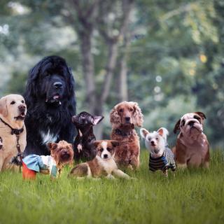 Os cães pré-históricos eram tão diferentes dos cães modernos? © kozorog, Adobe Stock