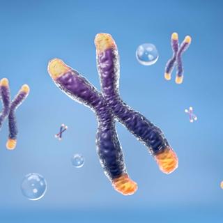 Os cromossomos são constituídos por uma ou mais moléculas de DNA e proteínas. © piyaset, Adobe Stock