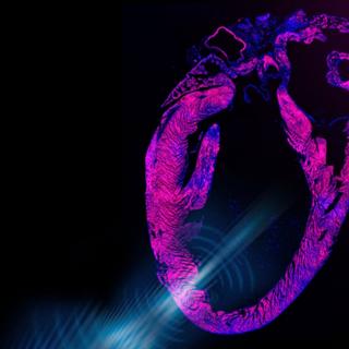 Image du cœur d’une souris utilisée dans l’expérience. © Chen Gong et al.