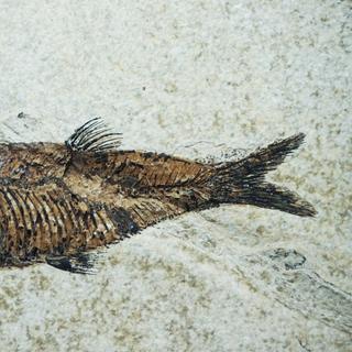 Os fósseis geralmente correspondem ao esqueleto do organismo moldado na rocha. © jonnysek, fotolia