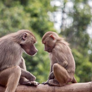 Compartilhamos a mesma morfologia de nossas estruturas cerebrais dedicadas à linguagem com certos macacos? © Susan Flashman, Adobe Stock