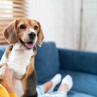 Des chercheurs de l’université d’État de l’Arizona (États-Unis) observent que ce que nous pensons savoir des émotions de nos chiens ne correspond pas nécessairement à la réalité. © klingsup, iStock