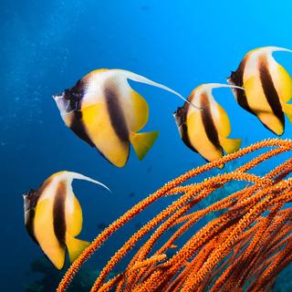 Cet épisode s&#39;inscrit dans une accélération du réchauffement climatique déjà dramatique pour l&#39;ensemble des coraux de la planète. © frantisek hojdysz, Adobe Stock