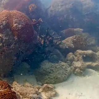 Durante mais de 1.000 dias, uma câmera subaquática instalada no porto de Miami registrou continuamente a evolução de um recife, revelando um fenômeno inesperado. © Coral Morfológico, YouTube