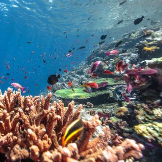 Para Martin Colognoli, biólogo marinho e fotógrafo, o coral – este organismo com mais de 500 milhões de anos, que sobreviveu a cinco extinções em massa – não é apenas uma espécie a ser protegida. Talvez seja também aquele com o qual a humanidade mais tem a aprender. © Martin Colognoli