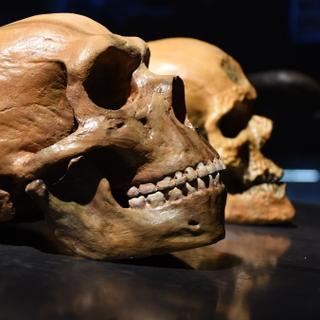 Pourquoi Néandertal s'est-il éteint peu de temps après sa rencontre avec Sapiens ?&nbsp;© Bruder,&nbsp;Adobe Stock