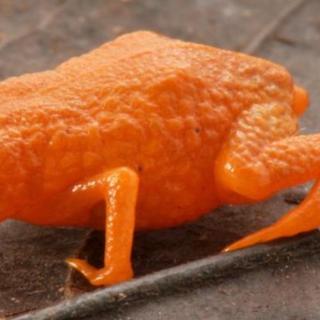 ce crapaud-citrouille vient d’être décrit pour la première fois. ©&nbsp;Luiz Fernando Ribeiro/CC-BY 4.0