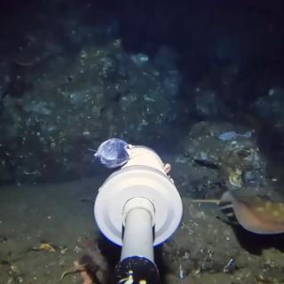 À 200 mètres de profondeur, une créature mystérieuse est apparue dans le champ de la caméra,&amp;nbsp;et aucun spécialiste ne sait encore ce qu’elle est. ©&amp;nbsp;YouTube, Barny Dillarstone