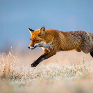 Un renard roux dans la nature. Malgré son allure discrète, le renard possède un répertoire vocal étonnamment varié pour communiquer.&amp;nbsp;© 프피 배, Adobe Stock