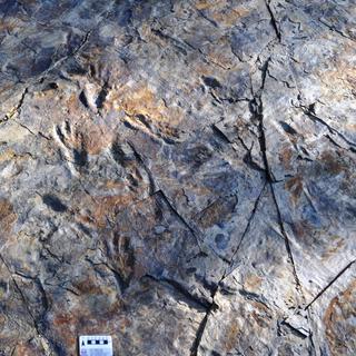 A trilha que mostra as pegadas de crocodilos bípedes do Cretáceo no sítio Sacheon Jahye, na Coreia do Sul. © Seul Mi Bae