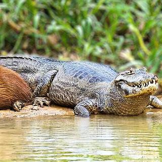 La surprenante relation entre les crocodiles et les capybaras expliquée. ©&nbsp;Your Top 10s _ YouTube