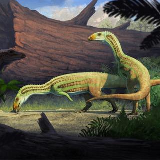 Sonselasuchus cedrus, un archosaure apparenté à la lignée des crocodiles, pourrait avoir connu une croissance impliquant un passage de la marche quadrupède à la bipédie. ©&nbsp;Gabriel Ugueto