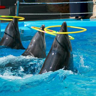 Douze dauphins et deux orques sont encore à Marineland, à Antibes. Photo d'illustration.&nbsp;©&nbsp;Svitlana, Adobe Stock