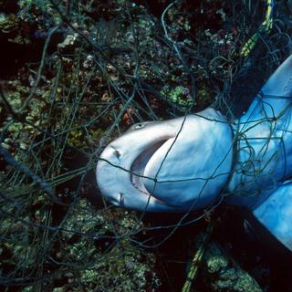 Les populations de requins et de raies déclinent en raison de la surpêche principalement en raison de la surpêche. © VisionDive, Adobe Stock