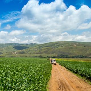 Quelle est la part de la France dans la déforestation en Amazonie ? © mailsonpignata, Adobe Stock