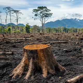 A desflorestação continua a aumentar devido às nossas escolhas alimentares. © Fábio, Adobe Stock