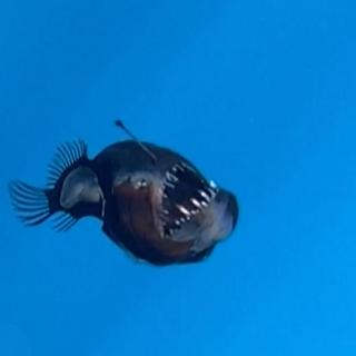 ©&nbsp;Capture d'écran vidéo ONG Condrik Tenerife