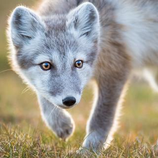 As atividades da raposa polar têm impacto no meio ambiente, assim como os castores da região, cujo trabalho molda as turfeiras. Assim, os pesquisadores observam seus efeitos na vegetação mais arbustiva ao redor das tocas. Principalmente devido aos seus excrementos e à predação de pequenos animais circundantes. © Florian Ledoux