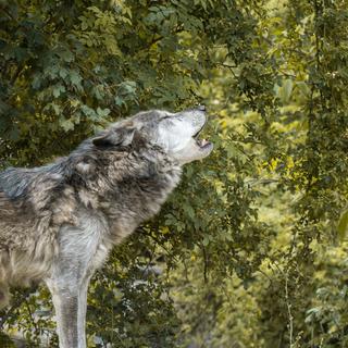 © Mrganso, Pixabay, DP