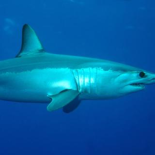 Pequeno foguete dos mares, o tubarão-mako (Isurus oxyrinchus), também chamado de tubarão-mako por causa da cor azul escura de seu dorso, é o tubarão mais rápido do mundo: suas acelerações repentinas podem fazê-lo atingir velocidades de 18,8 metros por segundo, ou quase 70 km/h. Por isso pode agradecer ao seu nariz pontudo que encima um corpo cônico de aproximadamente 4 m de comprimento, que termina com uma cauda em forma de meia-lua. Altamente consumido, pela sua carne, barbatanas e óleo de fígado, o tubarão mako está ameaçado pela pesca excessiva. É classificada como espécie vulnerável na lista vermelha da IUCN.© Patrick Doll CC By-SA 3.0