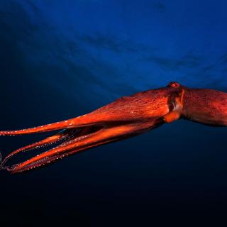 “Um polvo (também chamado de polvo ou Zourite na Reunião) nadando em águas abertas certamente para escapar de um predador.” © Gabriel Barathieu, todos os direitos reservadosQue visual aerodinâmico! O fotógrafo congelou este movimento cuja propulsão e impulso salvador podem ser sentidos. Embora este polvo seja também um predador, caçando à espreita, apanhando as suas presas com os seus tentáculos e saboreando-as com o seu bico córneo, a gula humana também é formidável para este cefalópode, muito popular na cozinha malgaxe e reunionesa. A sua toca, fendas rochosas, pode ser reconhecida pelos resíduos que deixa à entrada. Vive em águas quentes. Dotado de habilidades homocrômicas, este polvo malhado tem um surpreendente dom de camuflagem, mas por enquanto tornou-se claramente visível para o nosso fotógrafo.