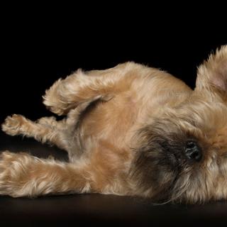 Chez le chien, le glaucome — comprenez l’augmentation de la pression à l’intérieur de l’œil — est une affection assez fréquente. Et faute d’être prise en charge rapidement, elle peut entraîner la perte de l’œil.En 2011, Lady Bug y a ainsi laissé un premier œil. Puis, c’est le second qui a été touché. Malgré les efforts engagés par « ses humains » et les vétérinaires, elle a dû être à nouveau opérée en 2014, juste avant Noël. Pourtant, Lady Bug n’a pas perdu sa vitalité. Elle a rapidement su apprendre à faire confiance à ses autres sens pour continuer à profiter pleinement de la vie. © Alex Cearns, Tous droits réservés