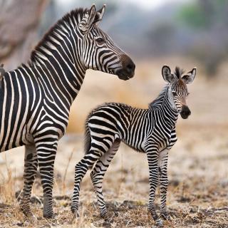 Le zèbre est un animal sauvage. Mais il n’en a pas moins développé une sorte de vie familiale plutôt étonnante. Un mâle adulte, une ou deux femelles et leurs petits. Voici comment se composent ces tribus. L’étalon est là pour veiller sur sa petite troupe. Assurer la sécurité tant des petits que des femelles. Les femelles, quant à elles, notamment au moment d’une naissance, se soutiennent mutuellement. Le zébreau, quant à lui, sera encouragé à se lever et gambader tout seul — en restant tout de même aux côtés de sa mère — très rapidement. © Will Burrard-Lucas, Tous droits réservés, Reproduction interdite