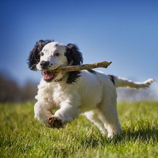 On n’avait pas entendu son hurlement depuis 13 000 ans : des chercheurs ...