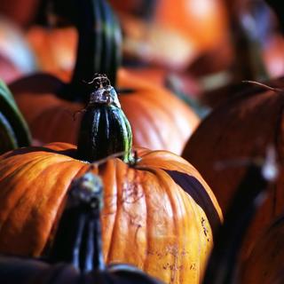 A invasão da abóbora. Se uma abóbora produz frutos tão grandes, ela produz apenas um ou dois. Mas as abóboras podem atingir tamanhos monstruosos: mais de 600 kg! © DeusXFlórida CC-by-sa 2.0