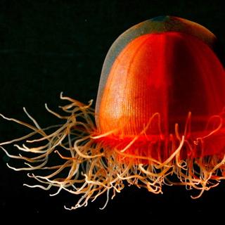 Crossota norvegica, uma estranha água-viva vermelha. Esta água-viva vermelha (Crossota norvegica) foi observada nas profundezas do Ártico usando um submarino controlado remotamente. © Kevin Raskoff, DR.