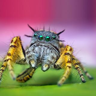 Macho adulto Phidippus mystaceus. © Thomas Shaham / Flickr - Licença Creative Common (by-nc-sa 2.0)