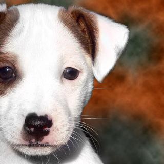 O Jack Russell terrier, um caçador de raposas. Destinado à caça, o Jack Russell terrier, ou Jack Russell, possui temperamento animado e grande velocidade. Seu nome vem do pastor John Russell, apelidado de Jack, que criava cães para caçar raposas. Também é um bom animal de estimação, principalmente para cavaleiros que apreciam sua natureza lúdica. Peso: 8 a 12 kg Tamanho: 25 a 40 cm na cernelha © Steve-65, Wikimedia Commons, cc by sa 3.0