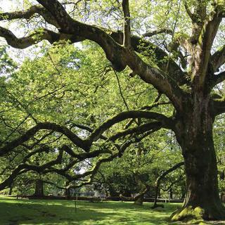 O parque animal Branféré, localizado na parte oriental de Morbihan (na cidade de Le Guerno), recebe muitos visitantes todos os anos. Crianças e adultos ficam maravilhados com os cangurus e antílopes em estado selvagem e com o fantástico espetáculo dedicado às aves do mundo. Mas não deixe de visitar a excepcional árvore que fica perto da área do restaurante. É um majestoso plátano, com mais de 200 anos, cujos galhos descem em direção ao solo, a ponto de ser chamado de árvore chorosa. O tronco deste colosso mede 5 metros de circunferência e os seus ramos estendem-se por 45 metros. O cume sobe para 30 metros. Este “plátano chorão” talvez seja o único assim chamado. É uma verdadeira atracção por si só, as plantas fixaram residência nos seus ramos, não é raro ver gansos aninhados ou pavões a subir neste plátano oriental (Platanus orientalis), uma espécie rara reservada para jardins ornamentais.© Georges Feterman, Futura