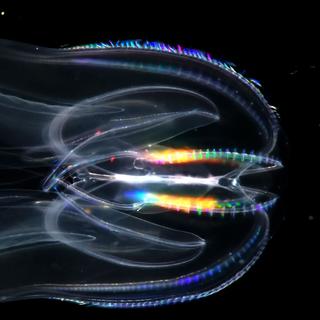 Coral cogumelo. Anthomastus ritteri, coral cogumelo, tamanho até 15 cm Profundidade: 200 a 1.500 m. © David Wrobel