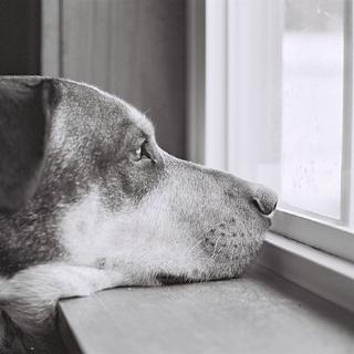 Les chiens aussi souffrent d’hémophilie. Ils sont donc parfois utilisés comme modèle pour étudier cette maladie invalidante. © gryhrt, Flickr, cc by nc nd 2.0